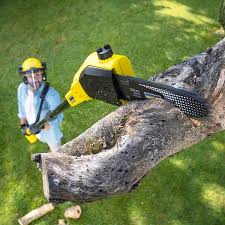 Best Tree Maintenance Programs  in Ironde, AL