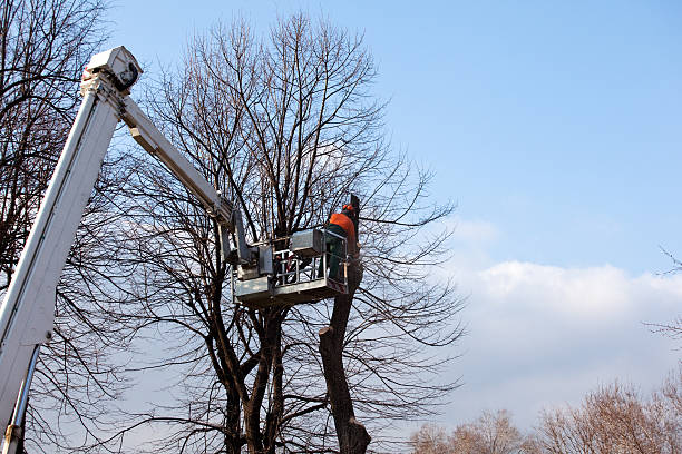 Best Tree Removal Service  in Ironde, AL